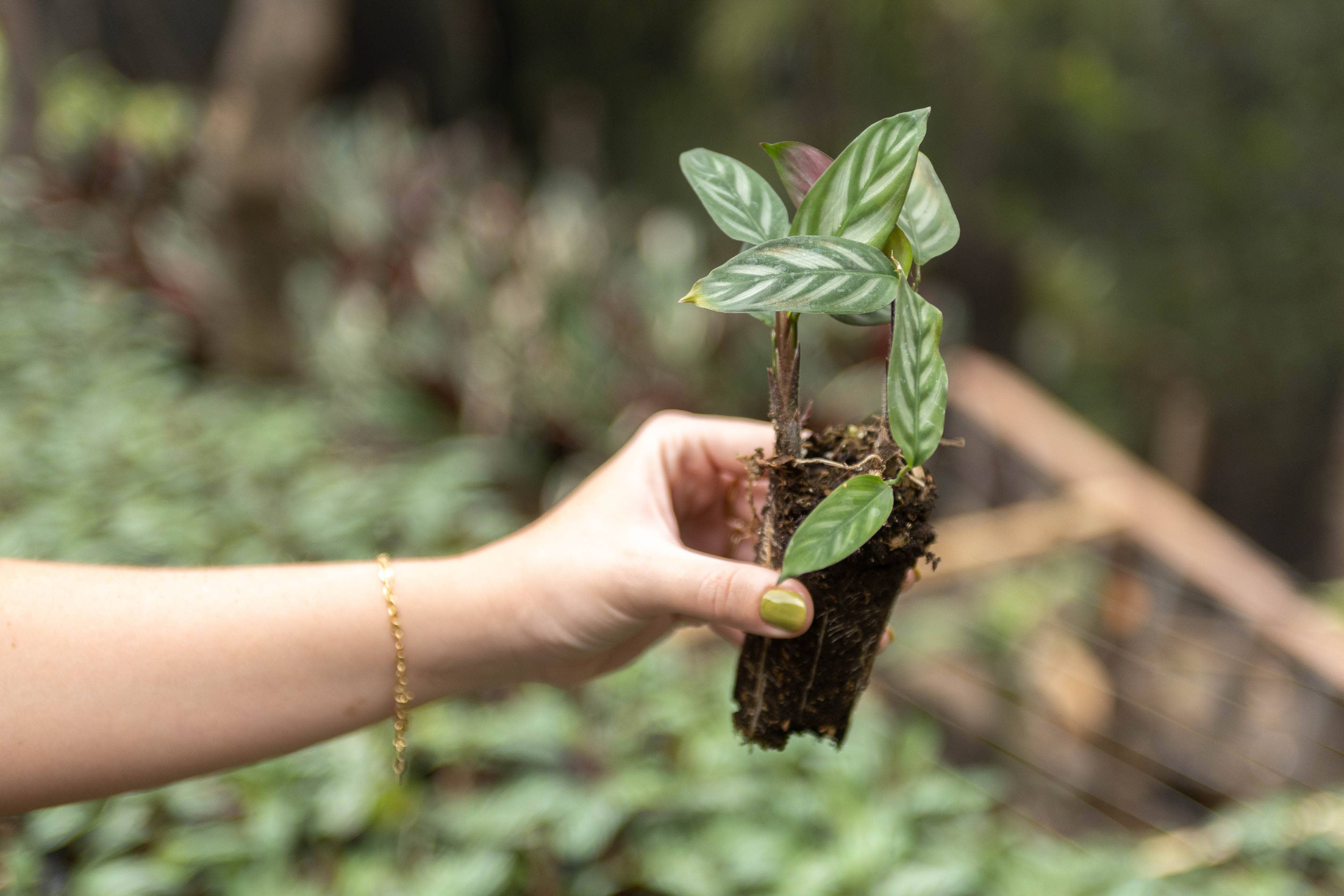 Air Plant Shop - Wholesale Live Plant - Calathea 'Prayer Plants' Anulque Fresh Rooted Cuttings5