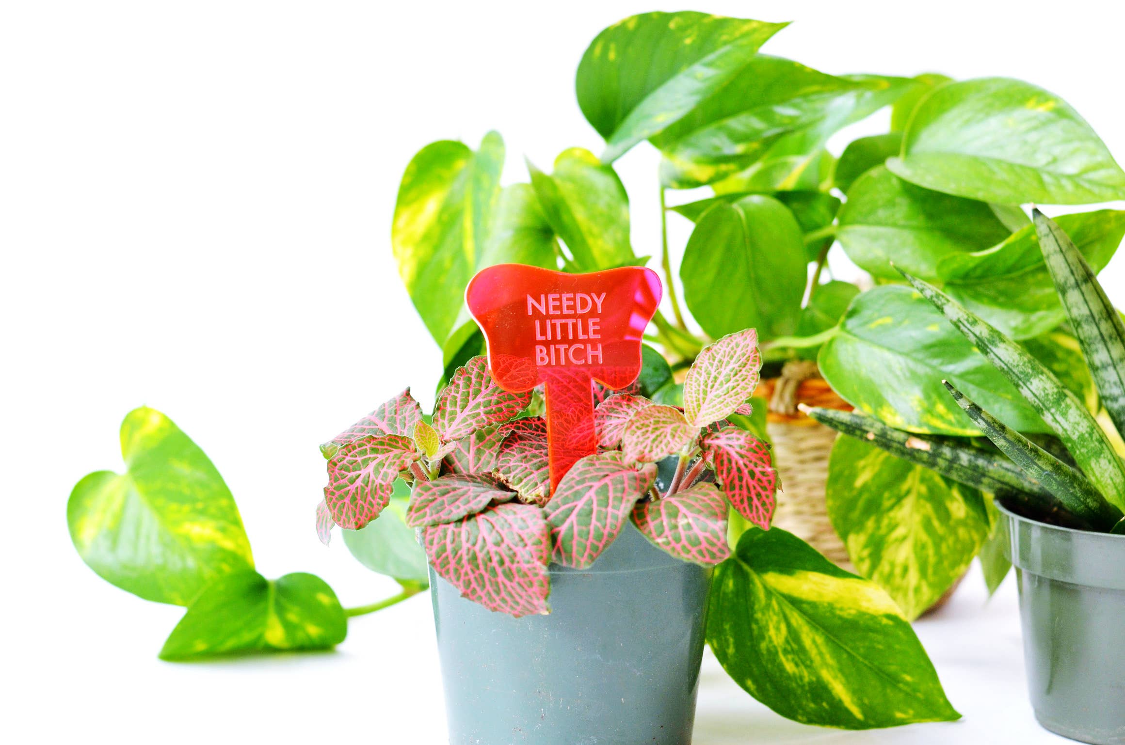 Tuff Girl Gang - Wholesale Plant Pot - NEEDY LITTLE BITCH Plant Stake7