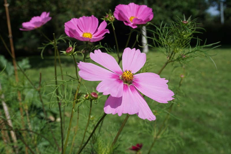 La Fabrique à Sachets - Wholesale Zaadjes voor platten - Flower Kisses - Zakje Kosmoszaad3