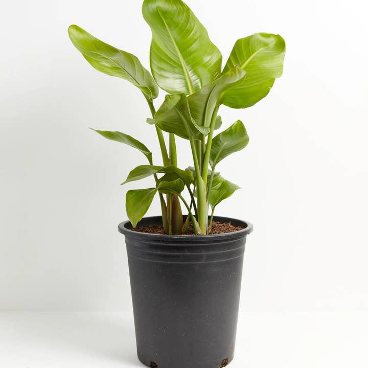 Lively Root - Wholesale Live Plant - Giant Bird of Paradise16