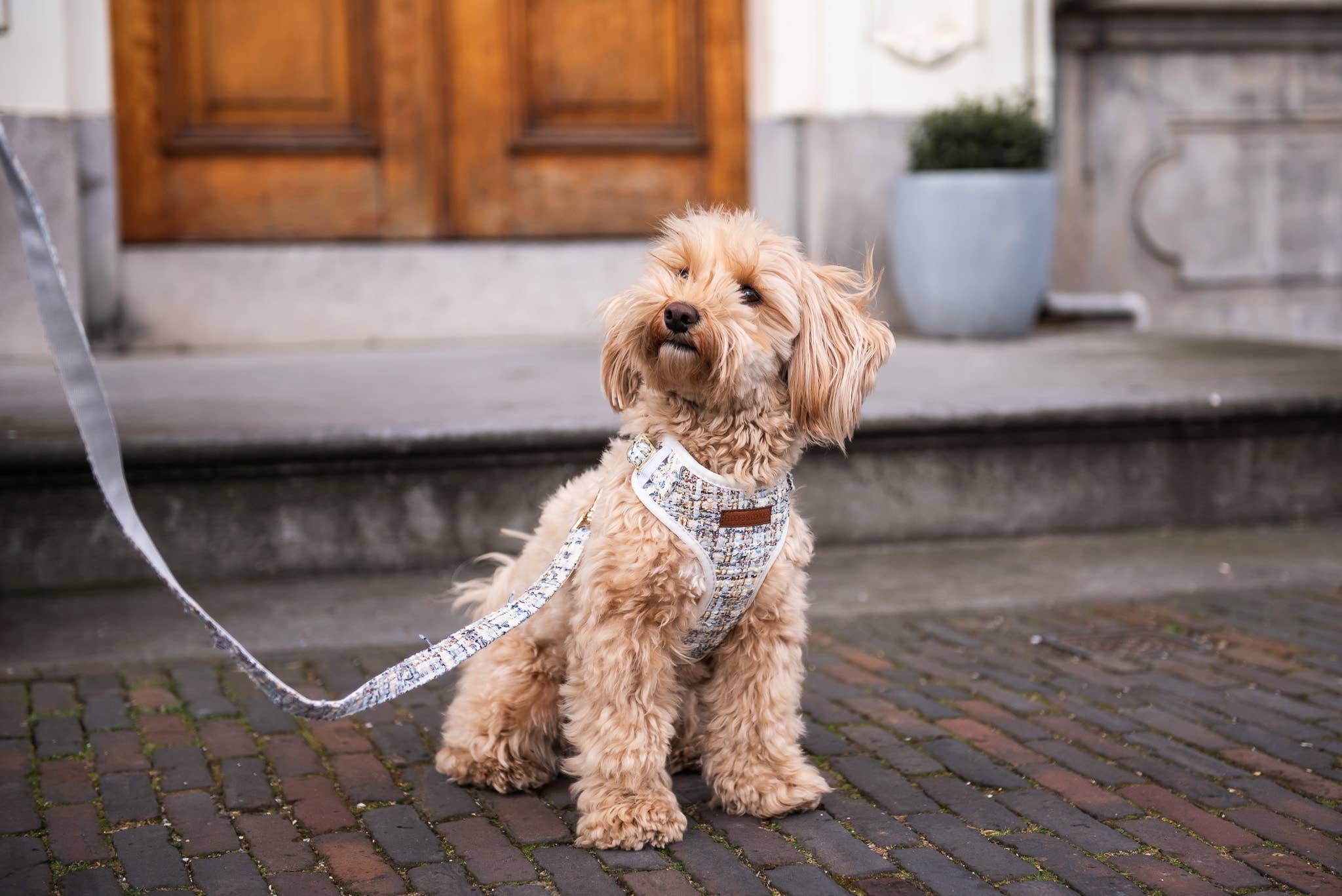 Floofs and Cookies - Wholesale Pet Harness - Dog - Noe harness2