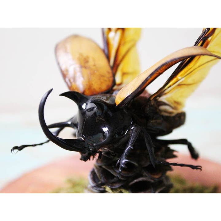 Newman Art Designs - Wholesale Decorative Figurine - 5 horned rhinoceros beetle in a dome
