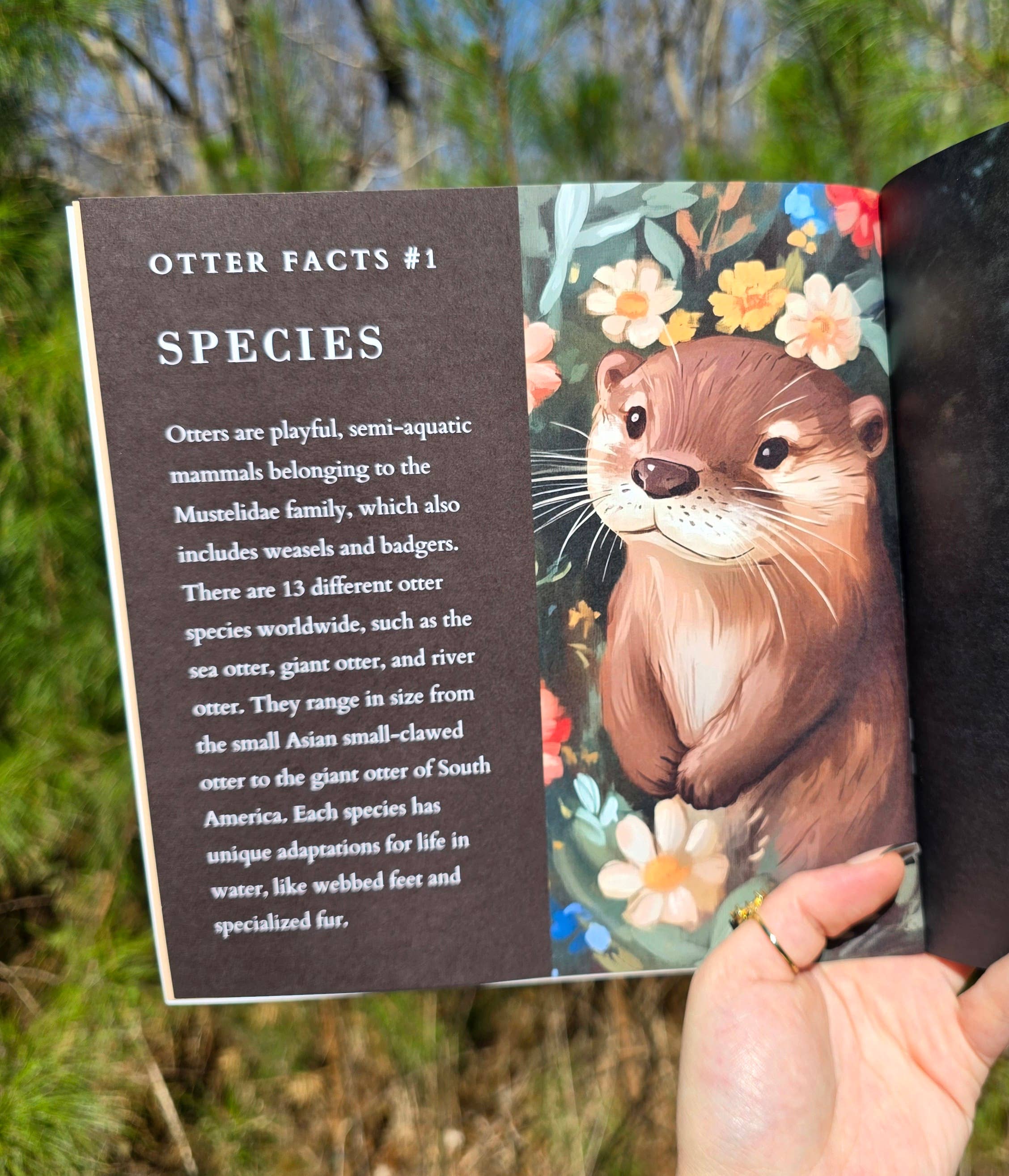 Author Linda Blackmoor - Wholesale Preschool Book (3-5) - Wildlife in Bloom: Little Otter5