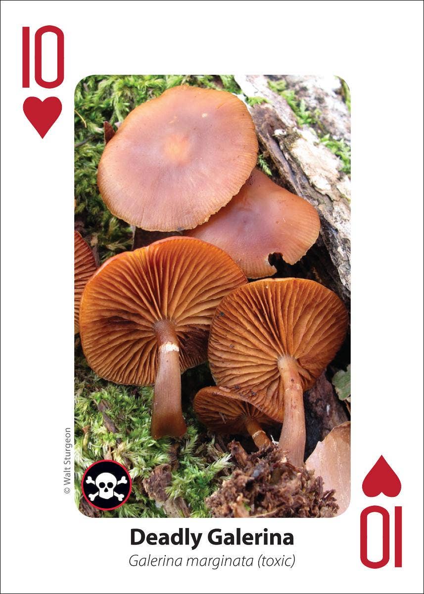 AdventureKEEN - Wholesale Playing Cards - Mushrooms Playing Cards5