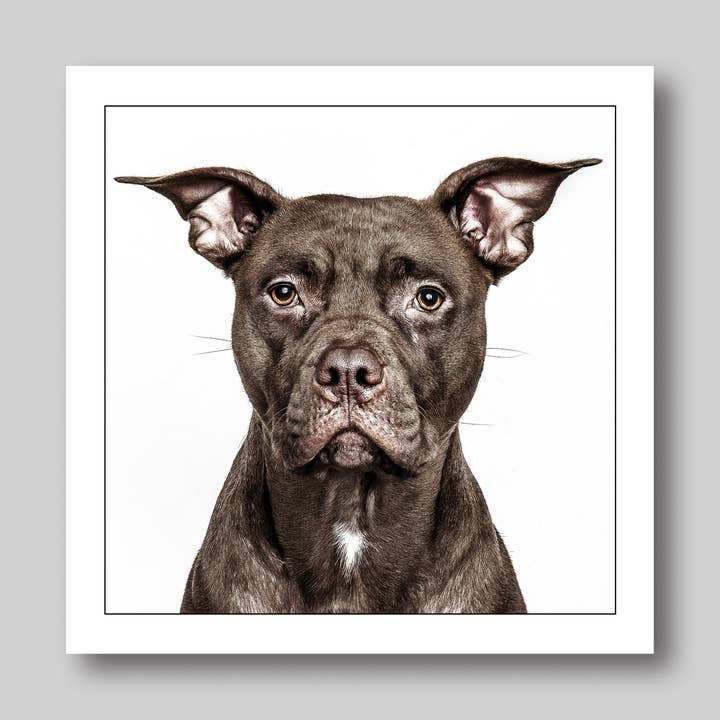 Bulldog cross - Dog Greeting Card for wholesale by GRUFFPAWTRAITS