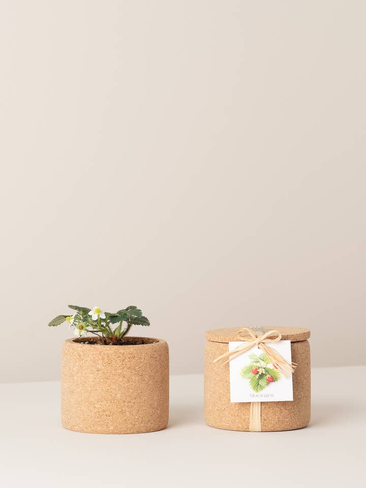 Cultivez des fraises à Cork pour la vente par Life in a bag