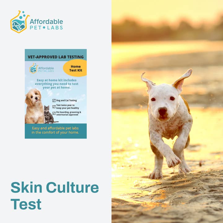 Kit Easy Home, test de culture cutanée abordable pour animaux de compagnie Pet Labs (chiens) pour la vente par Affordable Pet Labs