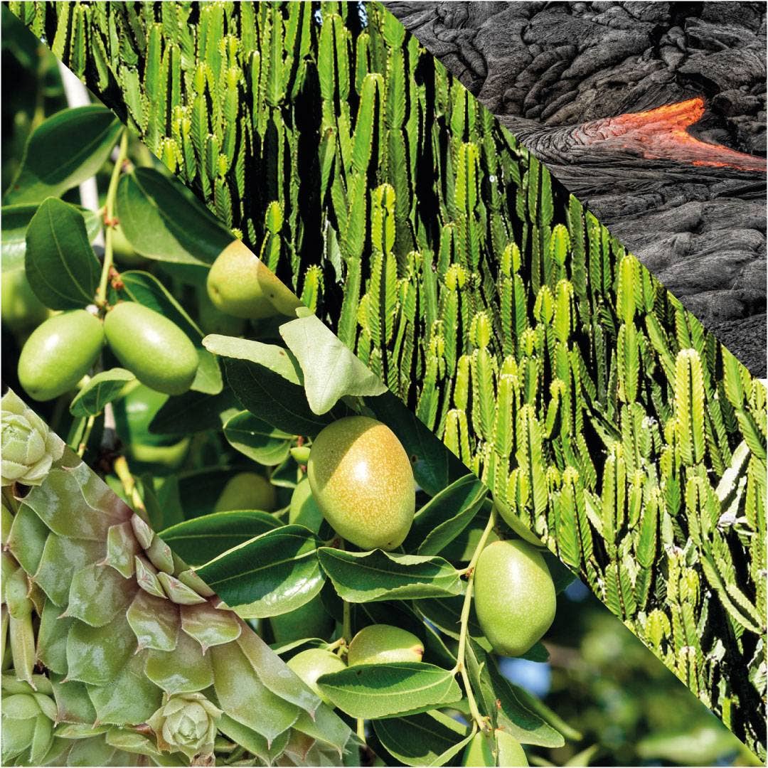 Plisson 1808 – Großhandel Gesichtspeeling – Energetisierendes Gesichtspeeling1