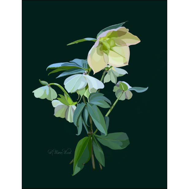 White Hellebore Art Print | Lenton Rose Artwork for wholesale by Homeward Studio