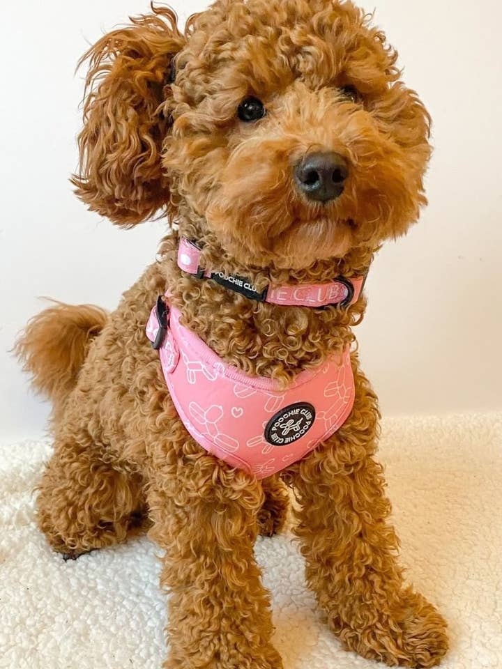 pink poochieclub collar for wholesale by POOCHIECLUB