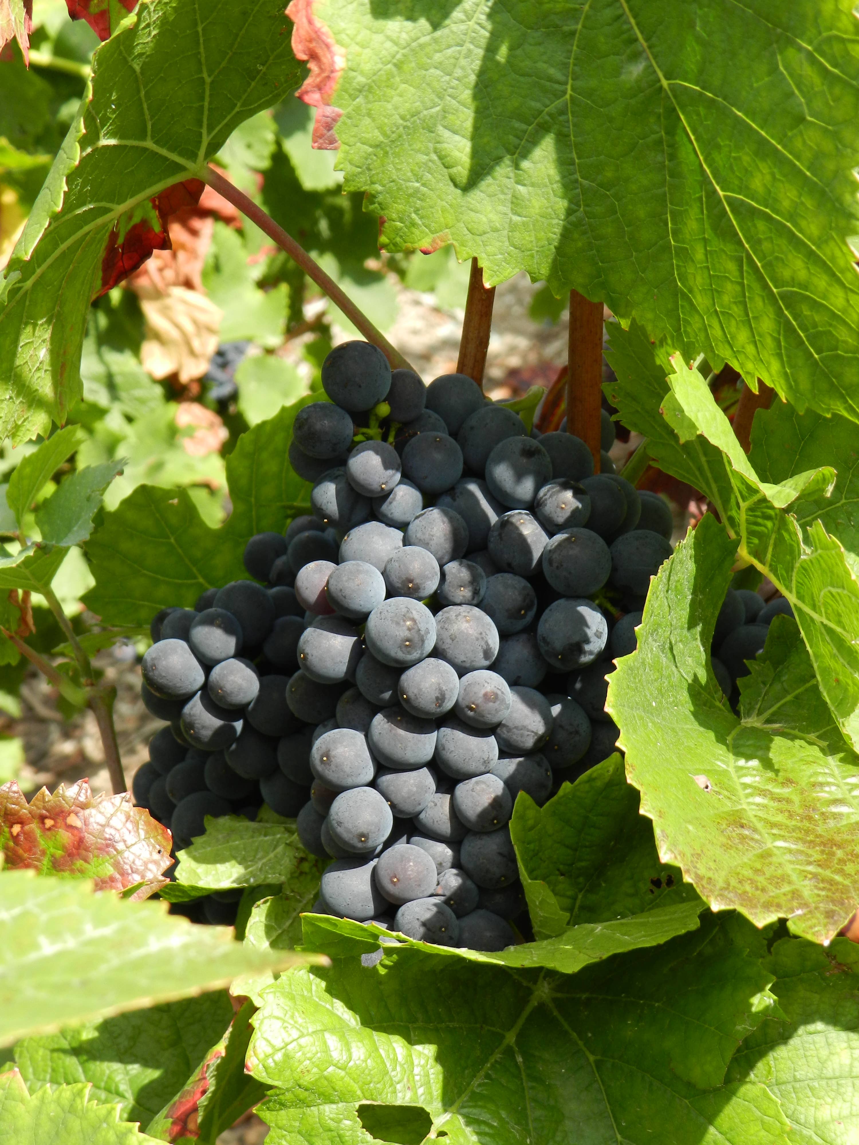 Champagne Th. Petit - Wholesale Champagne/Sparkling Wine - CHAMPAGNE GRAND CRU BRUT2