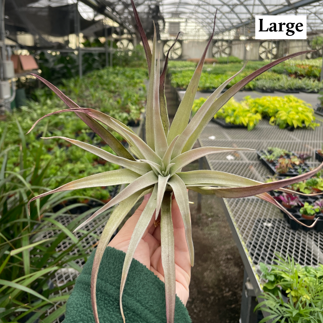 Thorsen's Greenhouse - Wholesale Live Plant - Air Plant - Assorted15