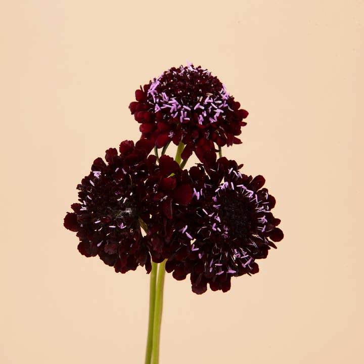 Plantgem - Wholesale Plant Seeds - Scabiosa Black Knight - 100 Seeds
