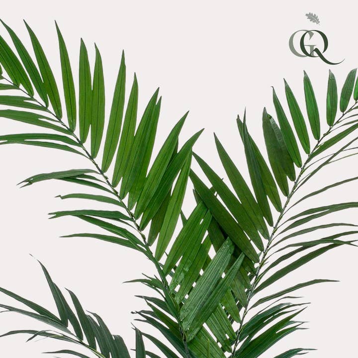 Oasis of Life - Wholesale Artificial plant - Artificial Kentia Palm – 150cm – Tropical Artificial Palm with Large Fronds – Deceptively Realistic & Maintenance-Free – Decorative Artificial Tree for Home & Office1