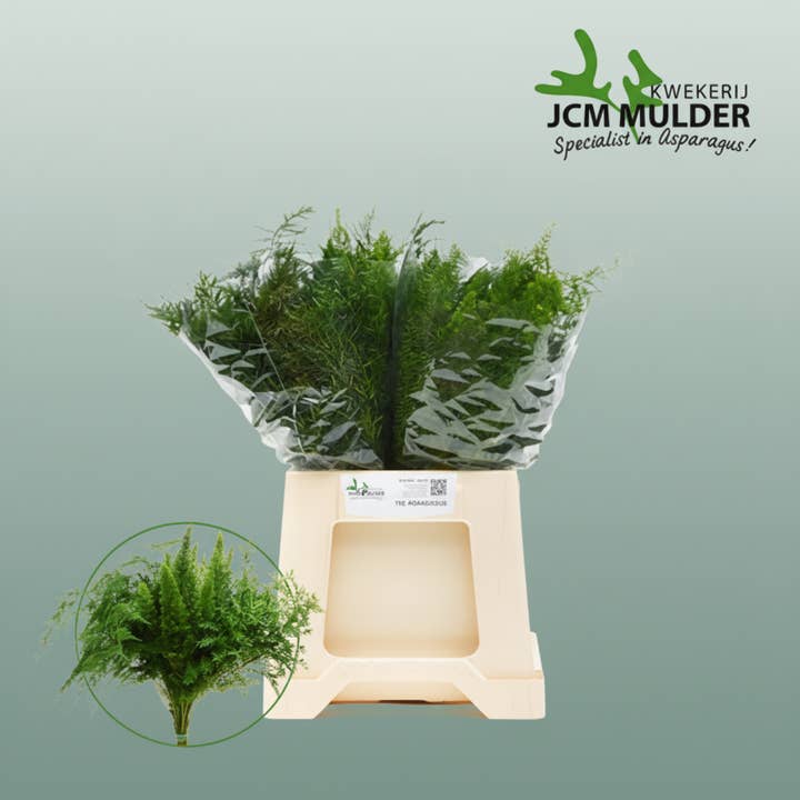 Green Aspidistra Mix for wholesale on Faire