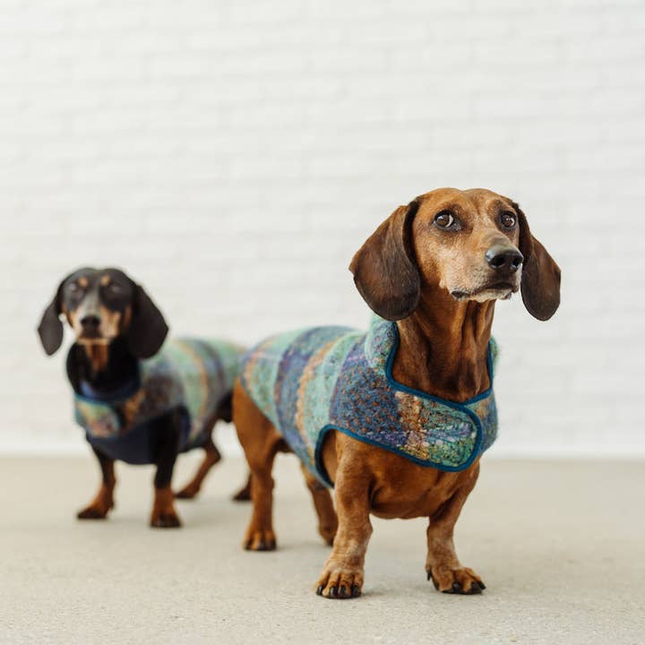 Dachshund Couture - Vendita all'ingrosso Cappotto - Cani - Cappotto bassotto tartan turchese Gauguin