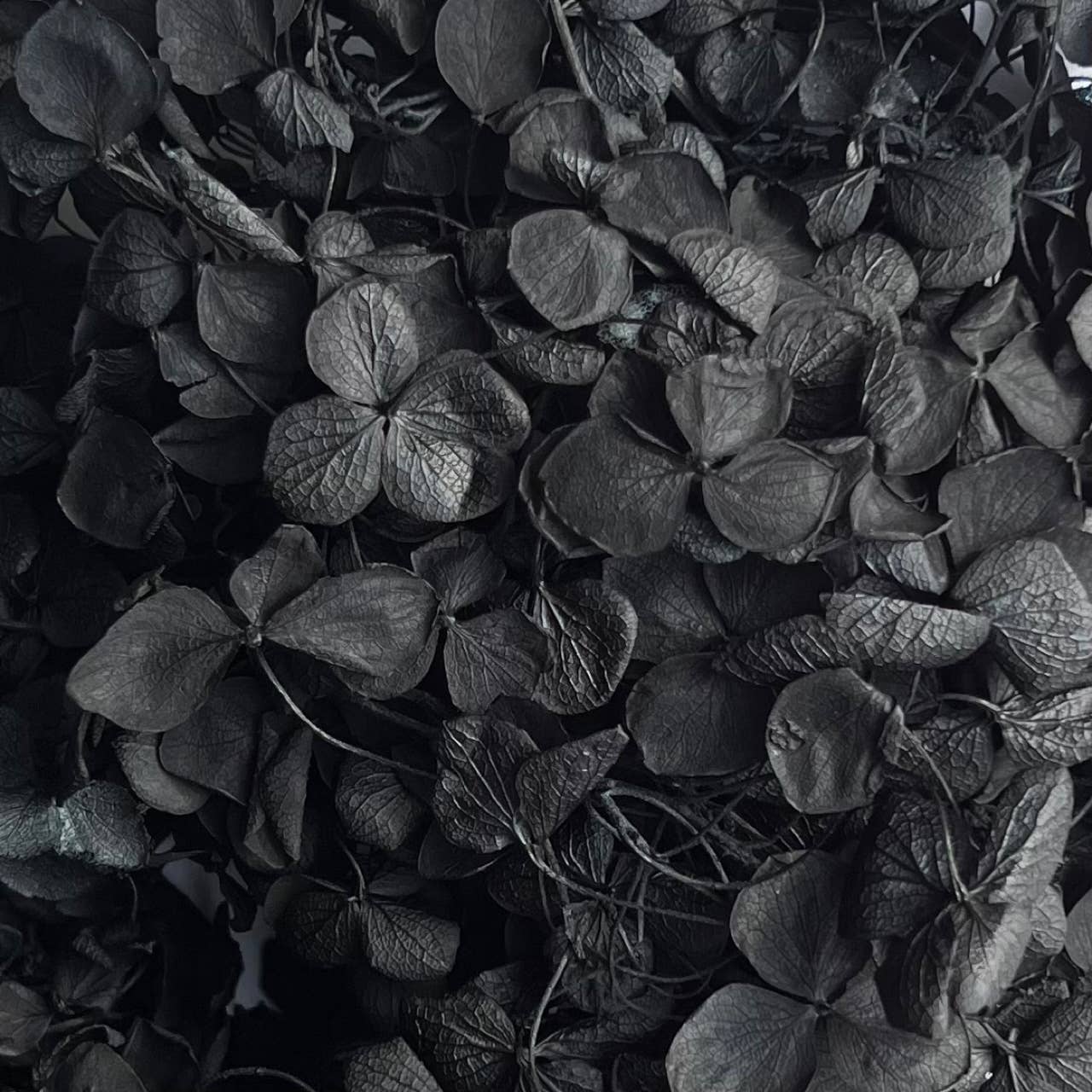 Flowery Work - Wholesale Dried/Pressed Flowers - 30 Colours Preserved & Dried Boxed Hydrangea Flower 30g9