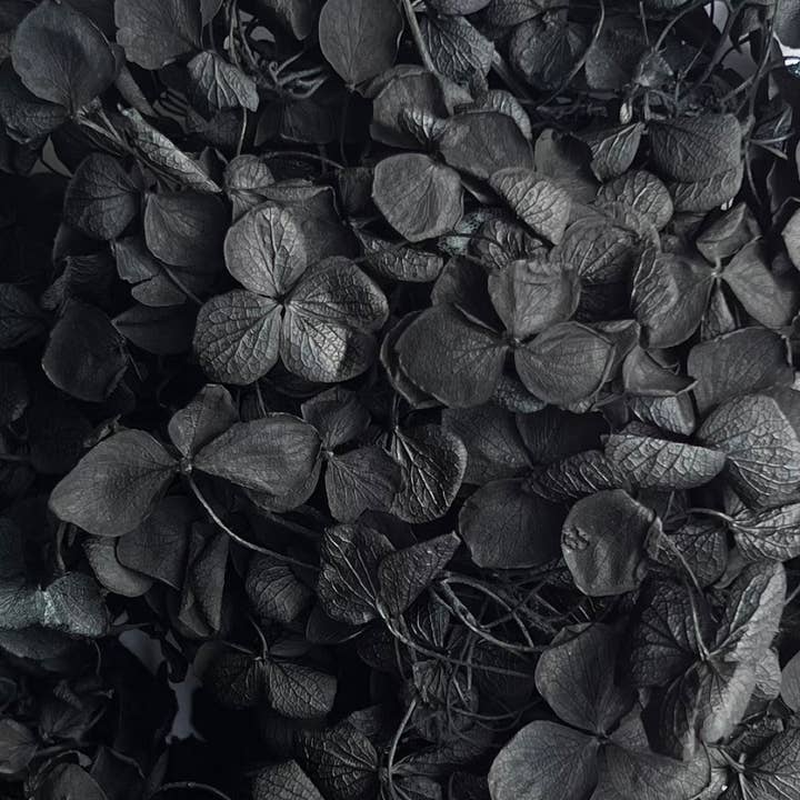 Flowery Work - Wholesale Dried/Pressed Flowers - 30 Colours Preserved & Dried Boxed Hydrangea Flower 30g9