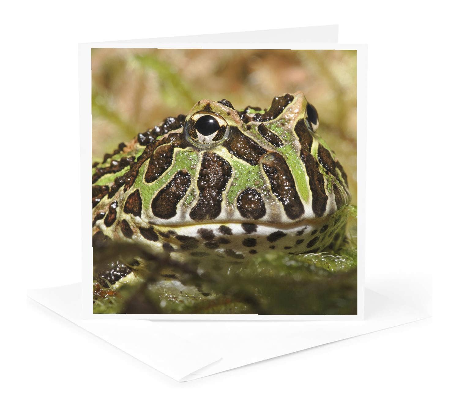 3dRose - Wholesale Everyday Greeting Card - 3dRose, Pacman frog, South American Horned frog - NA02 AJE0359 - Adam Jones, Greeting Card