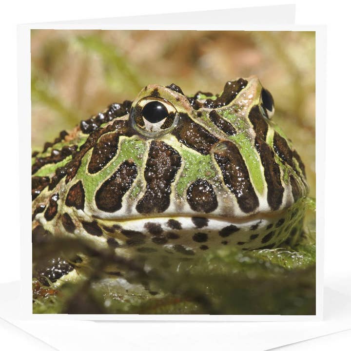 3dRose - Wholesale Everyday Greeting Card - 3dRose, Pacman frog, South American Horned frog - NA02 AJE0359 - Adam Jones, Greeting Card0