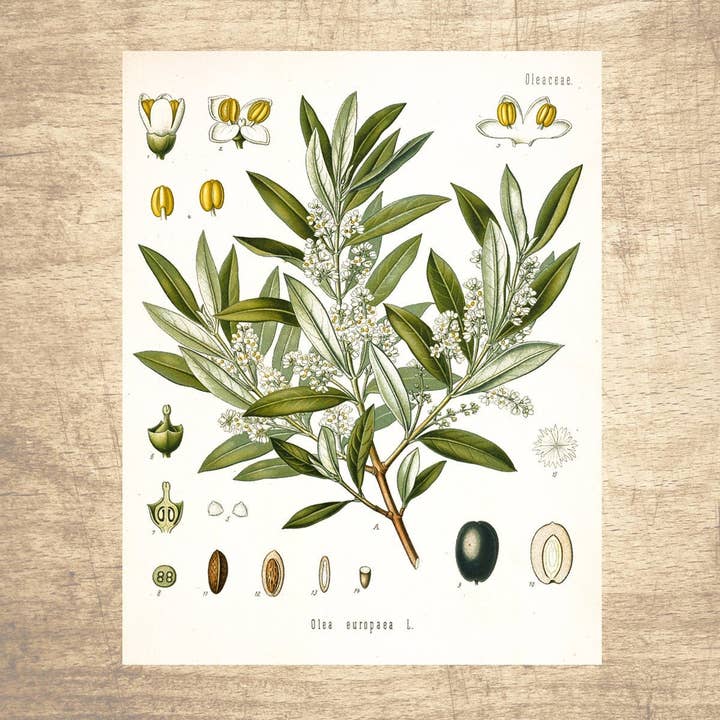 Illustrazione botanica oliva per la vendita all'ingrosso da parte di Lettered & Lined