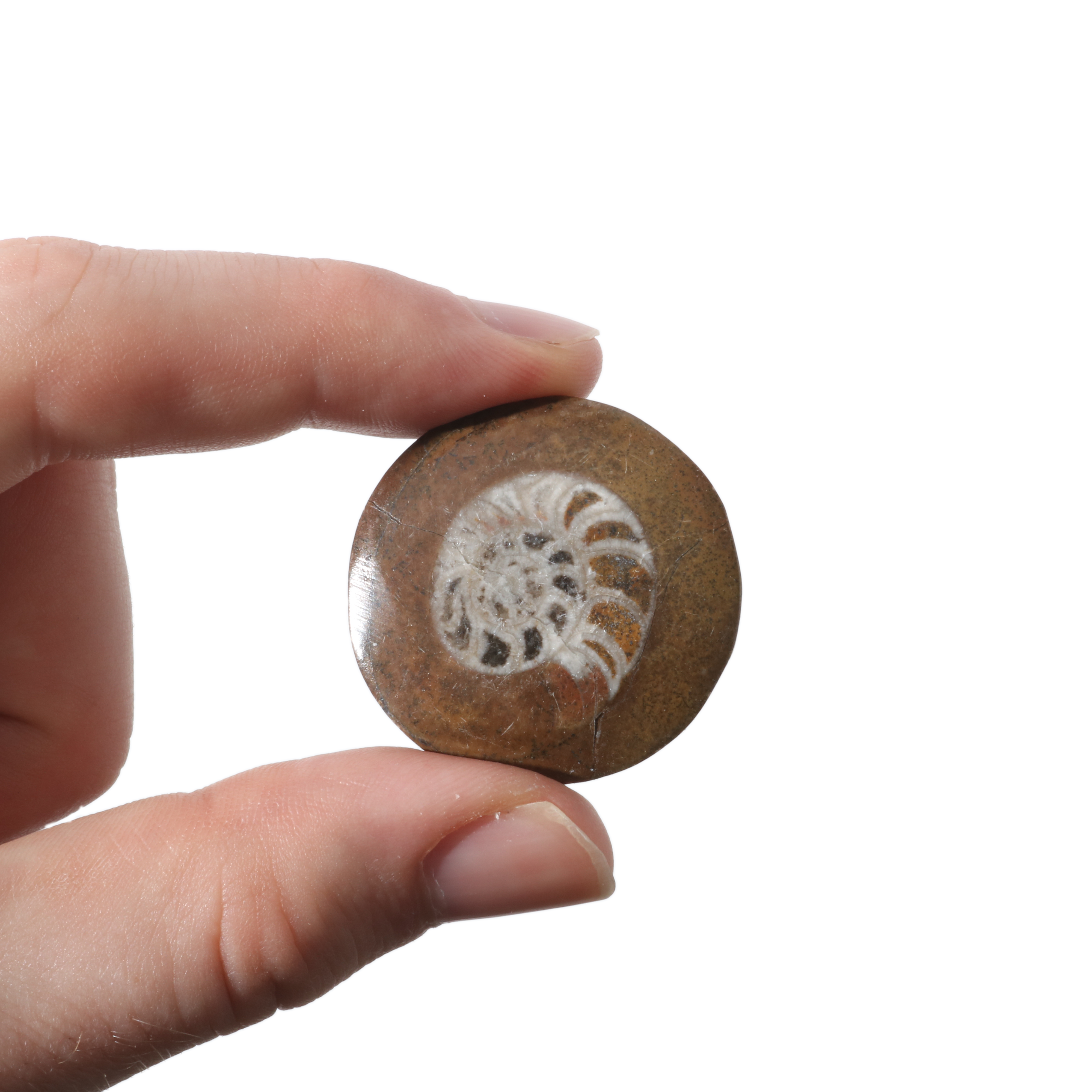 Stonebridge Imports - Wholesale Spiritual Stone/Crystal - Brown Ammonite Button Fossil (Small) - Pack of 10 - 1 1/4"1