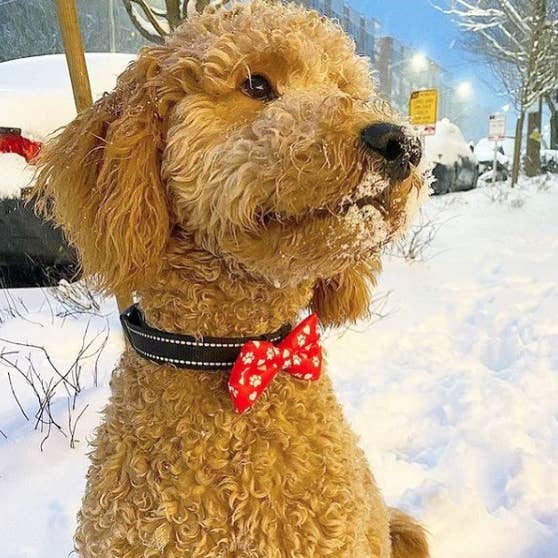Cutie Ties – Großhandel Fliege für Haustiere – Hund – Paw Prints & Hearts Rote Fliege für Hunde