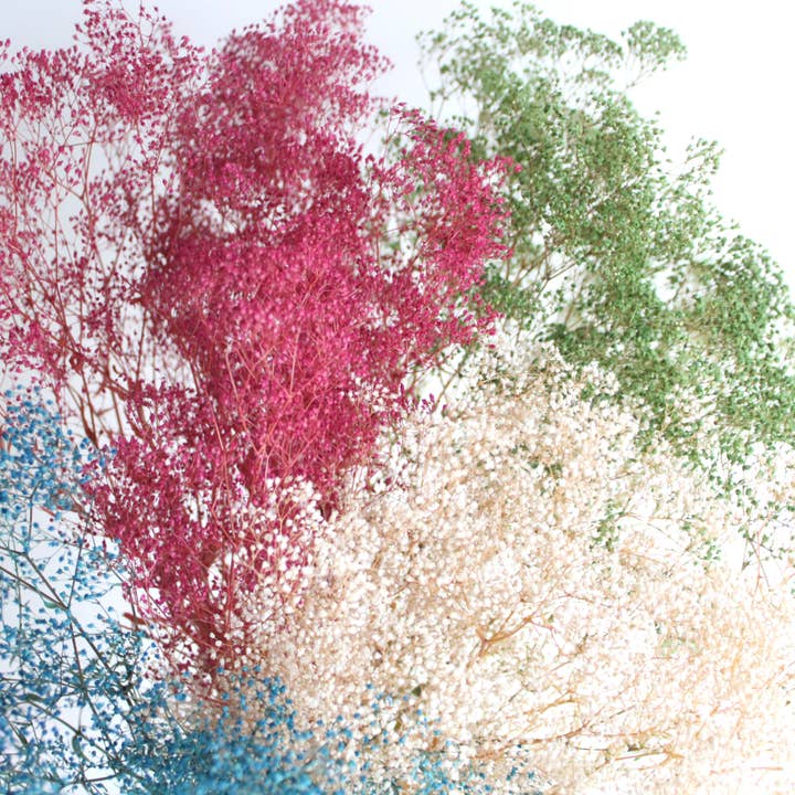 Roxanne's Dried Flowers - Wholesale Dried/Pressed Flowers - Gypsophila - Preserved Mini 4