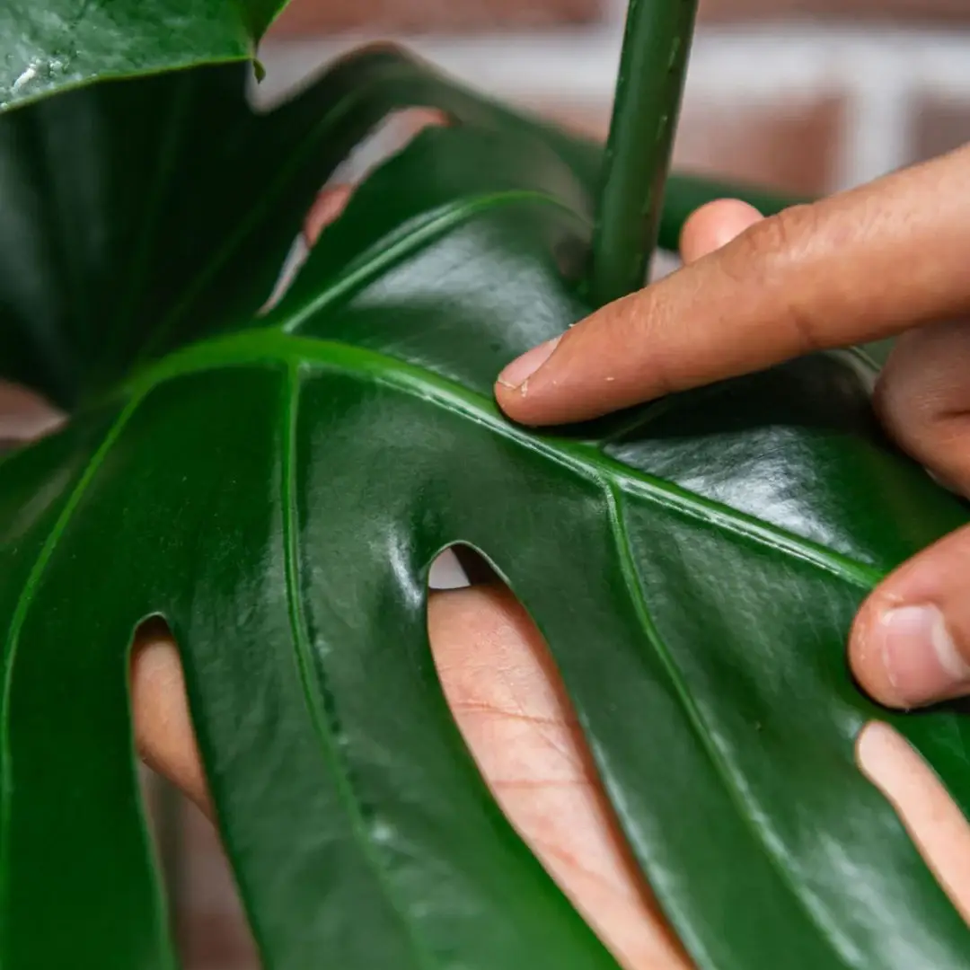 We the Wild Plant Care - Australia - Vente Engrais - Spray protecteur au neem, boîte de 123