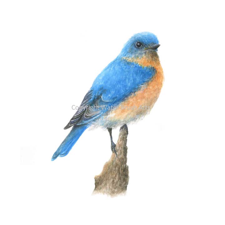 Tirage d'art Bluebird pour la vente par Water Brush Arts