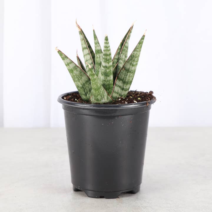 Table Mountain Snake Plant - 3.5" Live Plant for wholesale by Thorsen's Greenhouse