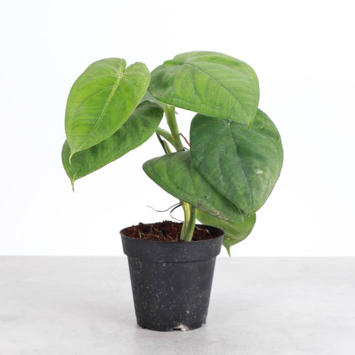 Syngonium Ice Frost - 4" Live Plant and other Purchase Wholesale frost. Free Returns & Net 60 Terms on Faire trending on Faire.