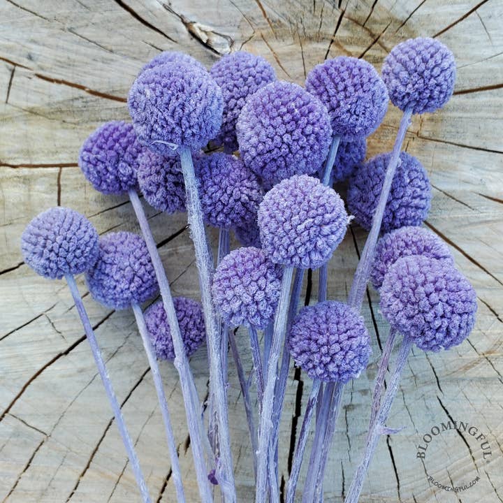 BLOOMINGFUL.COM - Wholesale Dried/Pressed Flowers - Craspedia 18-20st, Billy Ball Flower - Soft Purple (012)