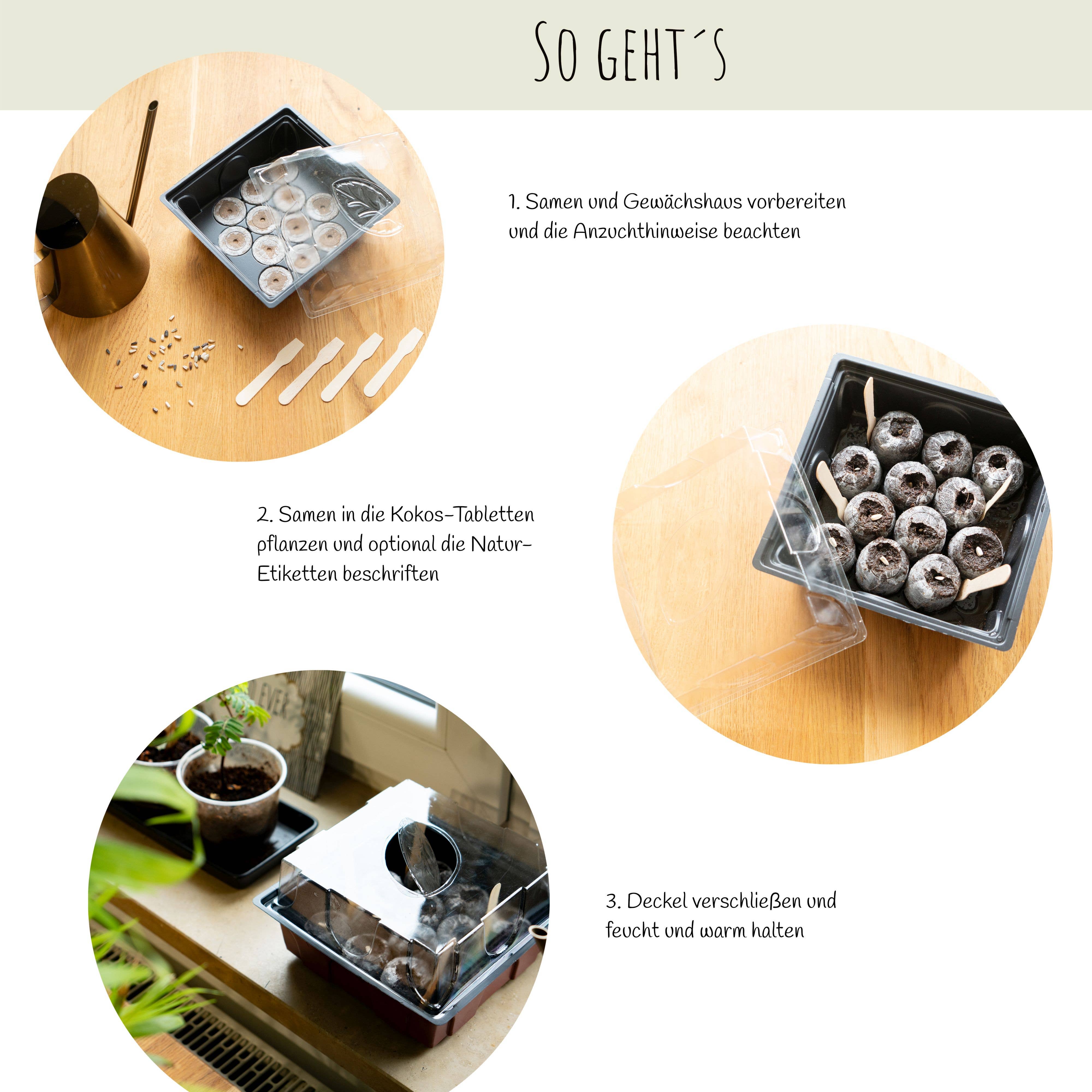 Vendix GmbH - Vendita all'ingrosso Semi di piante - Kit per iniziare a coltivare bonsai con guida eBook inclusa5