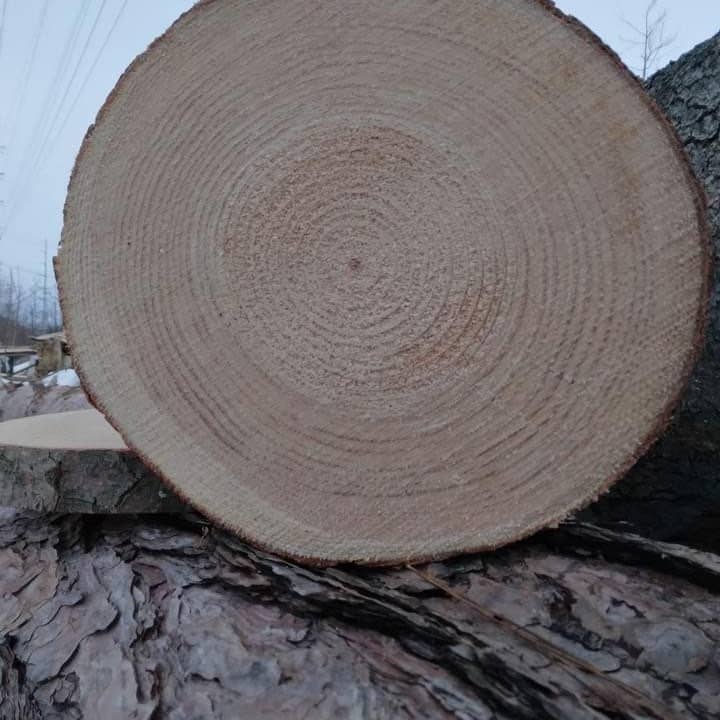 Stumps Custom Wood - Wholesale Decorative Tabletop Object - Rustic Wood Slices 1.5” Thick, Pine Live Edge Centerpieces, Wedding decorations, Table decorations, Live Edge Barky Coasters, Wooden slices2