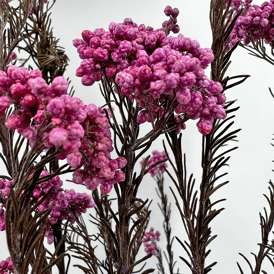 2626 Designs – Engroshandel Tørrede/pressede blomster – Konserveret hirse og risblomst - Immortelle og Ozothamnus blomster16