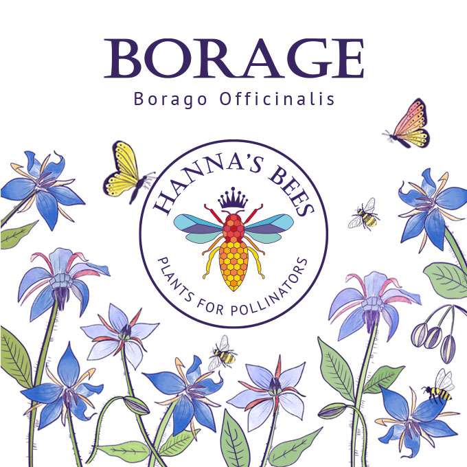 Hanna's Bees – wholesale Frön – Gurkörtsfrön - Växter för pollinatörer0