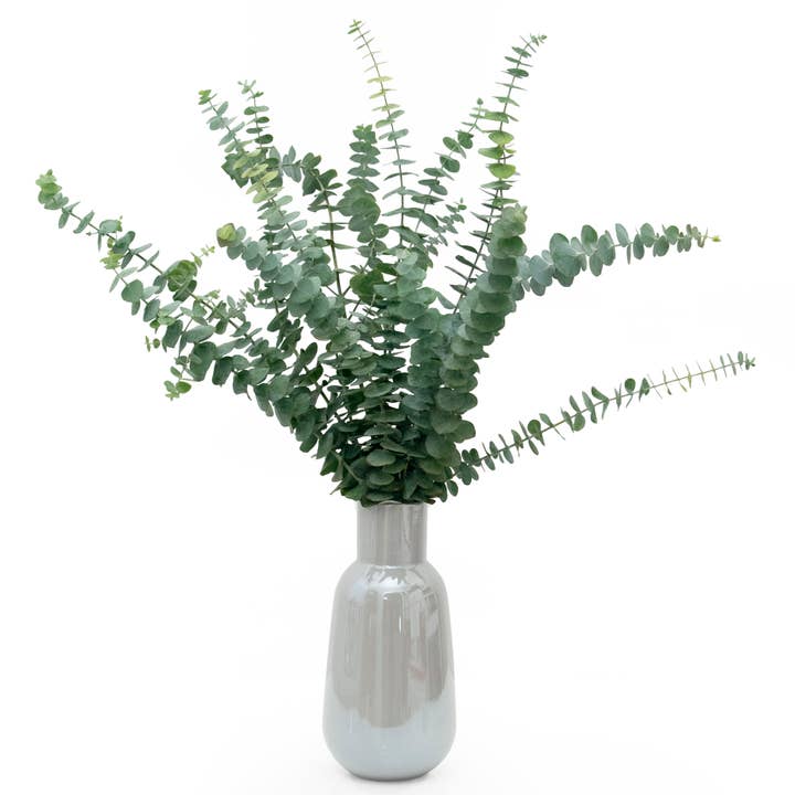 Andaluca - Wholesale Fresh Cut Flowers - Fresh Eucalyptus Silver Dollar + Baby Blue Mixed Bunches