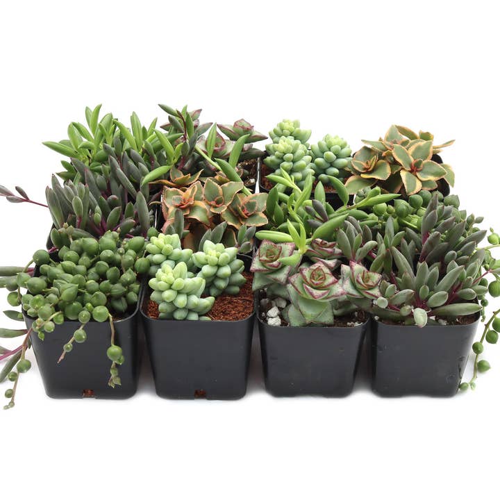 Mountain Crest Gardens - Wholesale Succulent - Trailing & Strings Succulents 24-Pack (6 Varieties, 2" Pots)