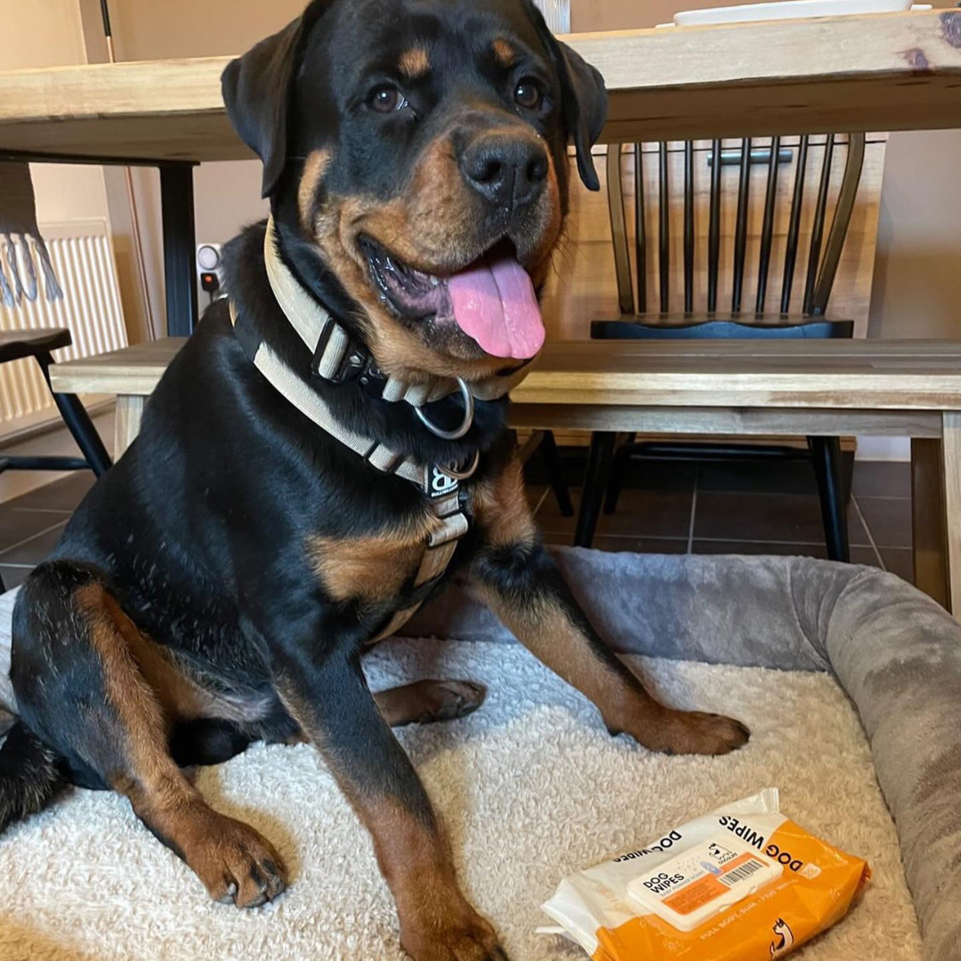 OurPetsLife - Wholesale Pet grooming aid – Dog - Scented Dog Wipes5