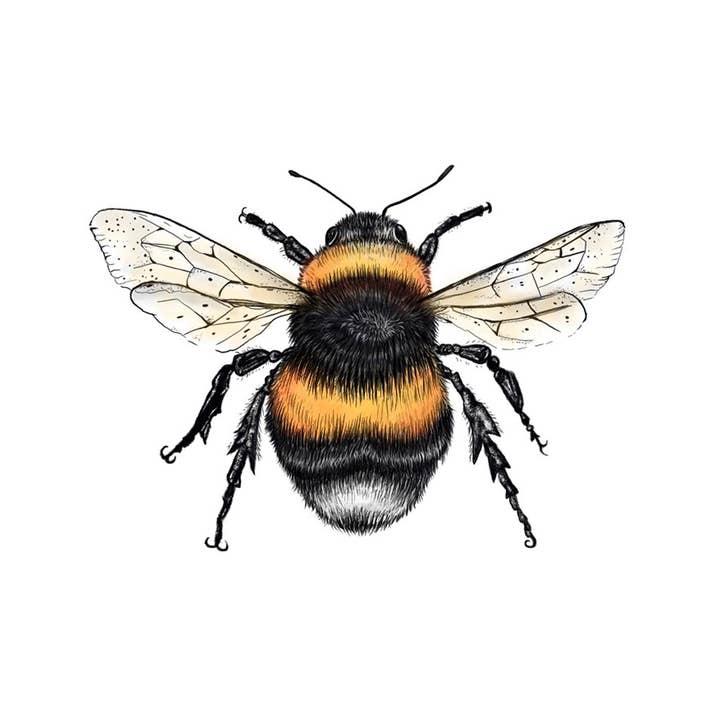 Bee Happy Print-Painting-Science Illustration-Wildlife Art for wholesale by Svhillustration
