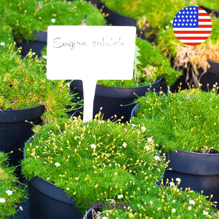 Mossify - Wholesale Plant seeds - Premium Irish Moss Seeds β Fast-Growing Sagina Subulata Mix2