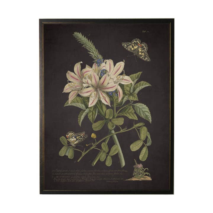 Vintage Floral And Butterfly Print On Black Background for wholesale by Antique Curiosities Inc