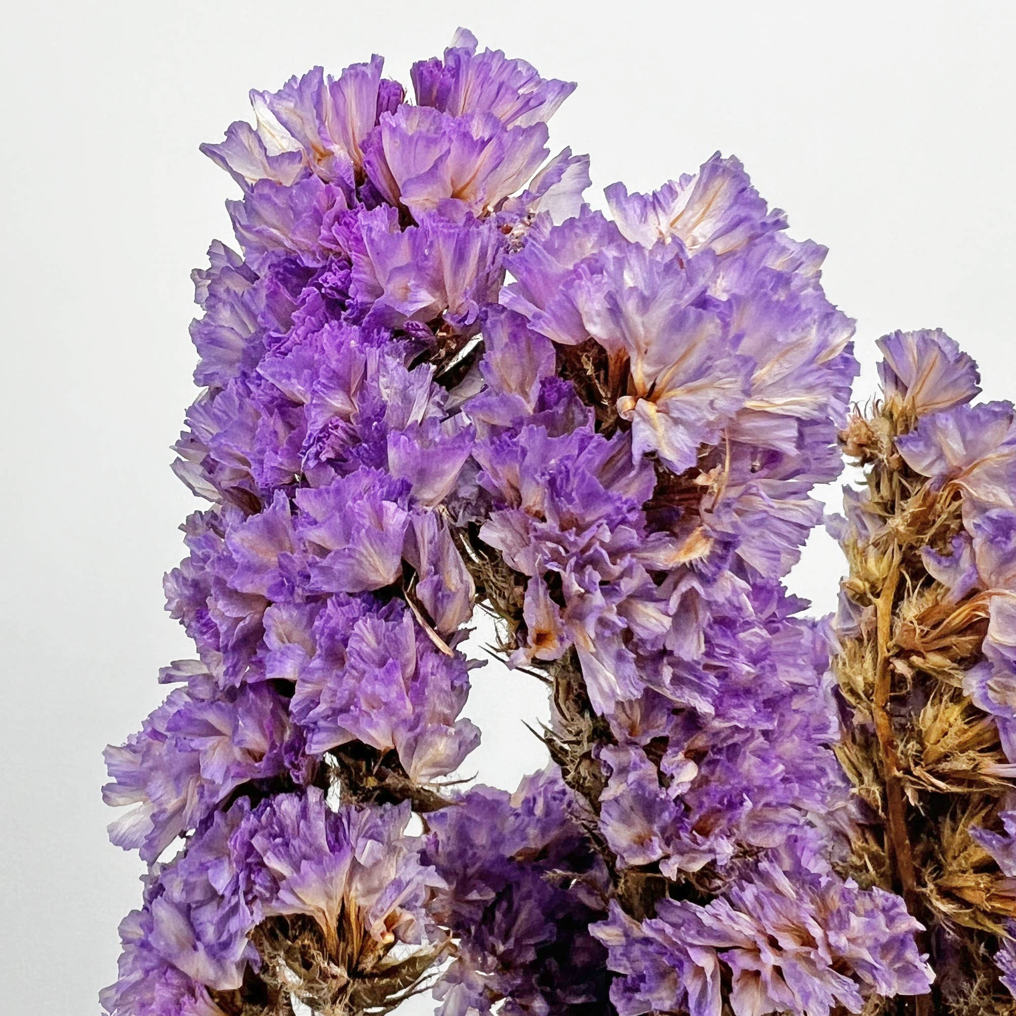 2626 Designs – Flores secas/prensadas por atacado – Ramos de Miosótis Preservados Secos 53 cm Várias Cores4