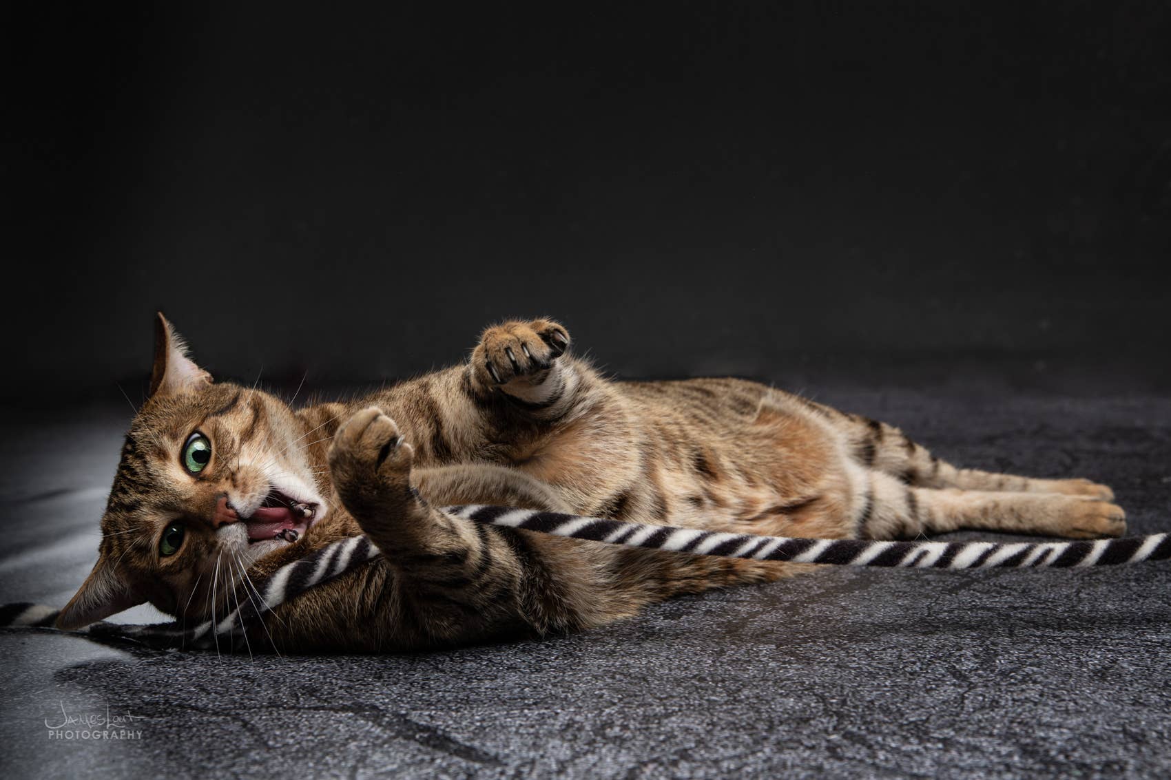 Cat Dancer Products, Inc. - Wholesale Pet Toy - Cat - Cat Dancer Cat Charmer Jungle Edition Cat Toy2