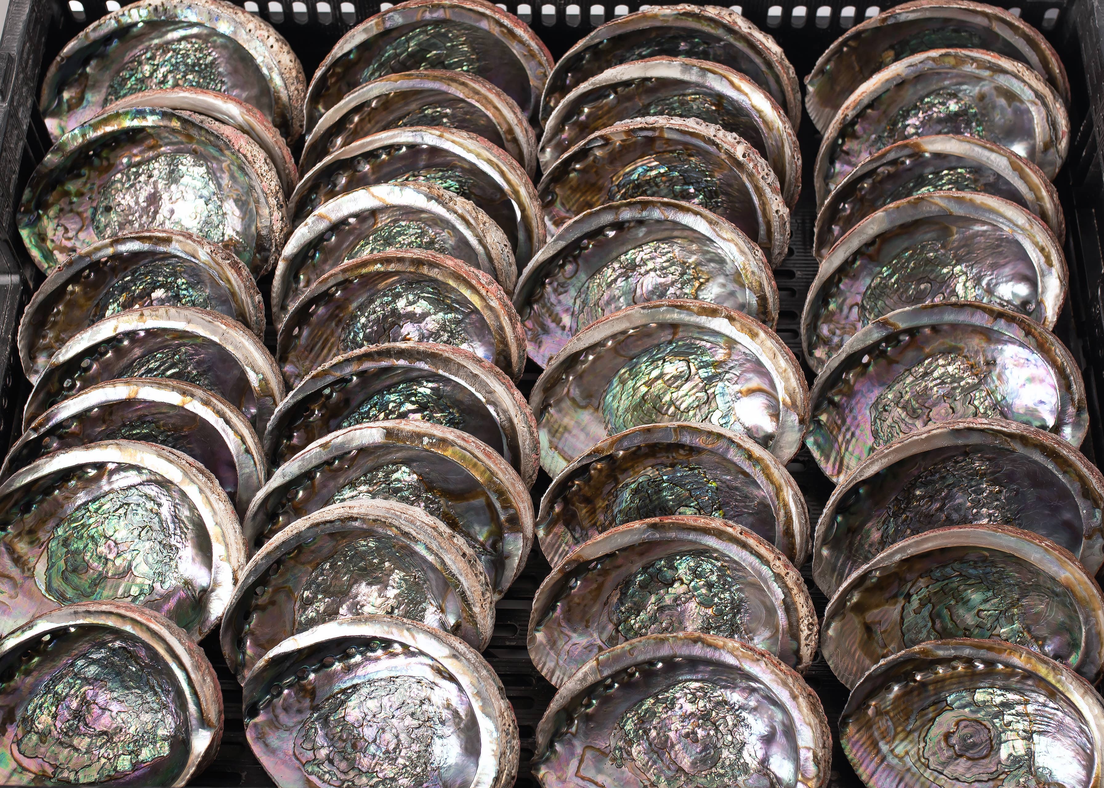 Sarimoire - Wholesale Smudge Plate - Abalone Shells, 5 - 6 Inches, Blue Green, Mexican, Displays1