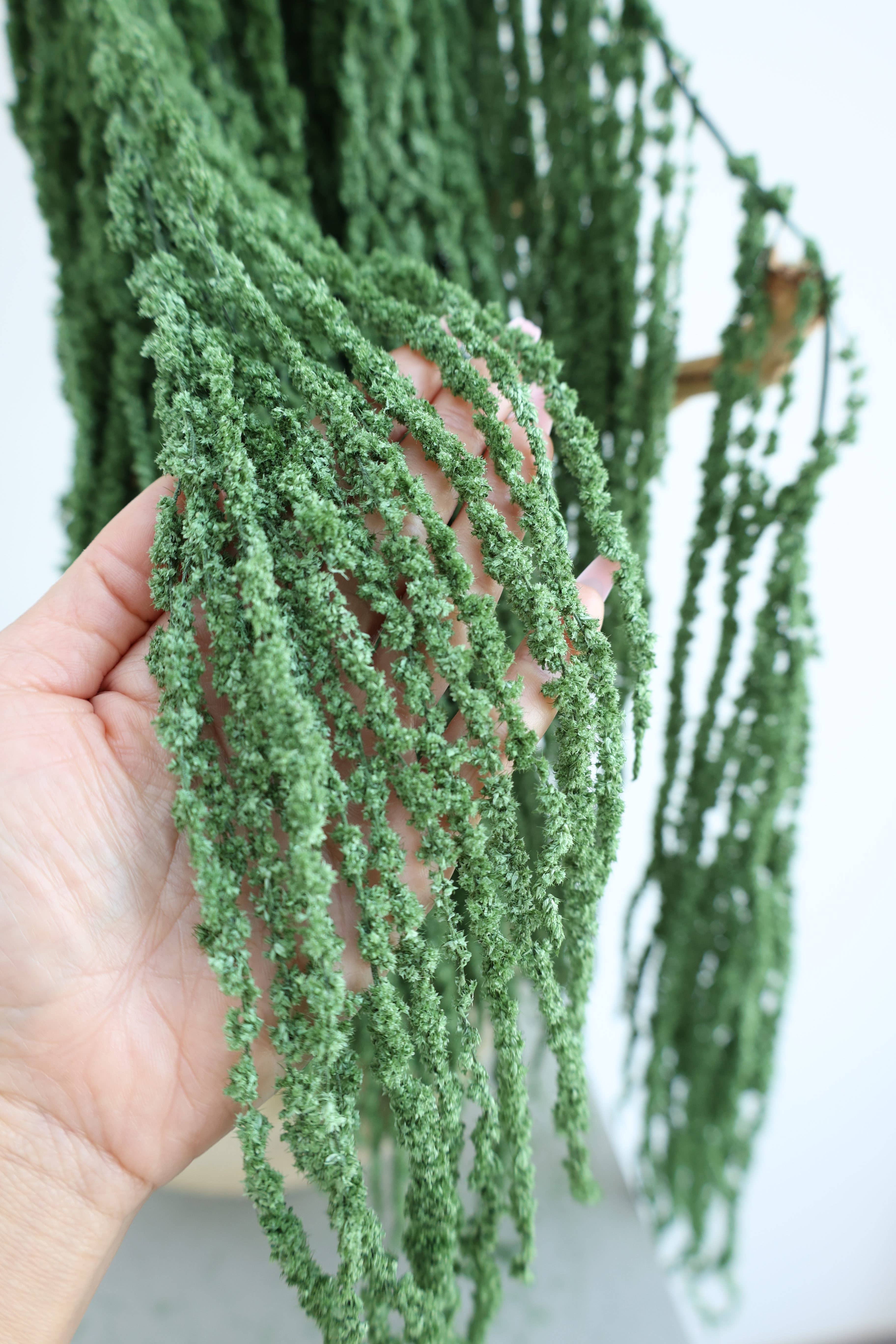 FlowerFantaSee – Großhandel Getrocknete/gepresste Blumen – Konservierter Amaranthus1