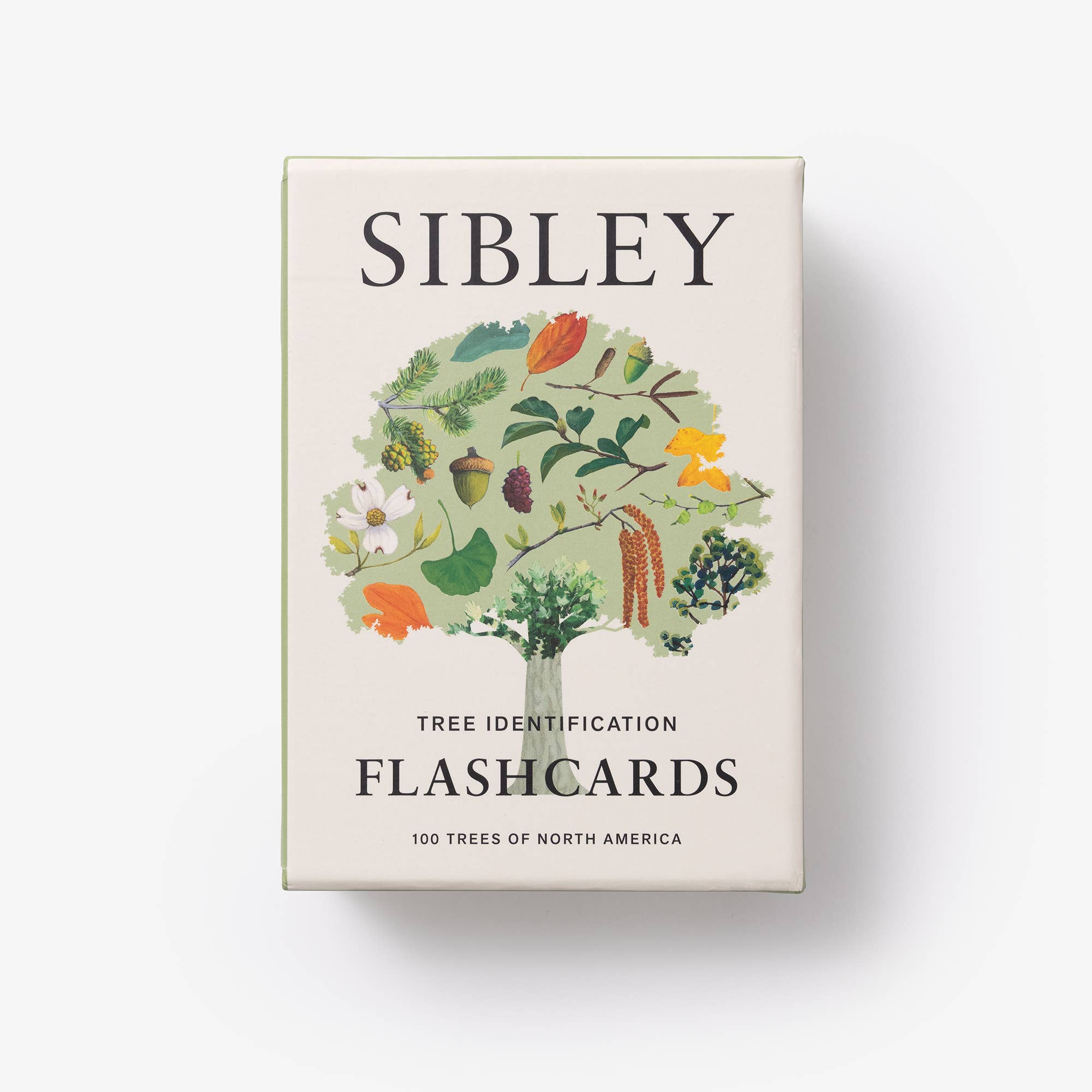 Penguin Random House LLC - Wholesale Learning Cards - Kids & Baby - Sibley Tree Identification Flashcards6