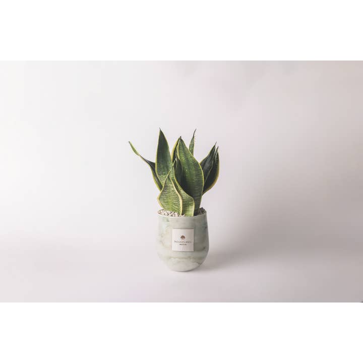 Paola Rolando Creazioni - Wholesale Live Plant - Sansevieria In Hope Glass Vase - Zefiro Line3