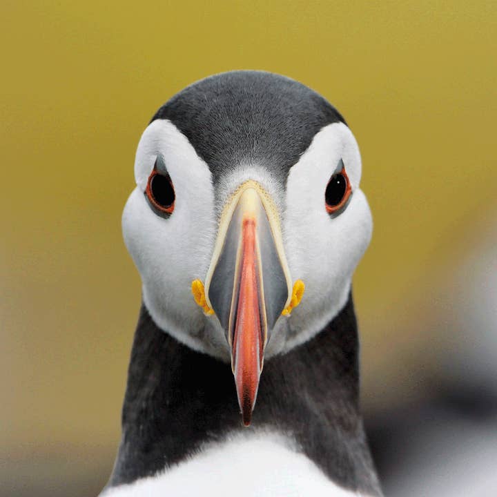 Laurie Campbell Postkort Lunde for engroshandel hos Island Blue Publishing